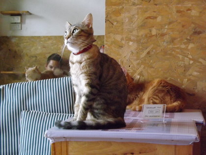 猫